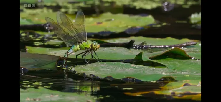 Emperor dragonfly (Anax imperator) as shown in Wild Isles - Freshwater